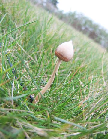 Magic Mushroom Psilocybin Pendant in Yew wood